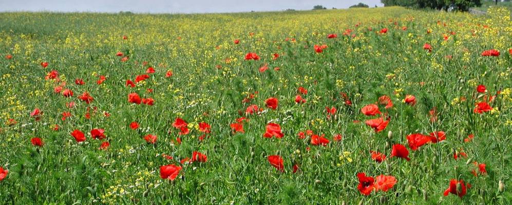 
            Фотография Кнежмоста