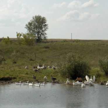 Алексеевка
