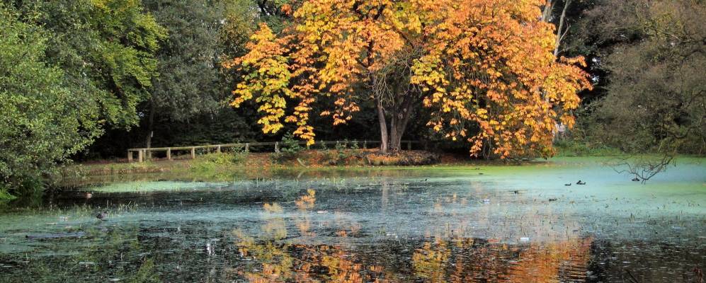 
            Фотография Чедл