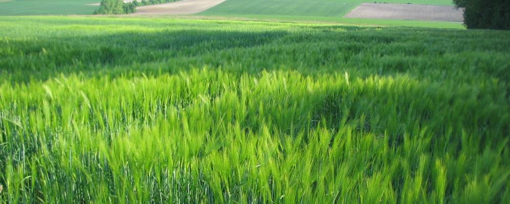 
            Фотография Сен-Фор-Сюр-Жиронд