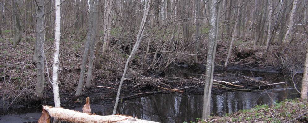 
            Фотография Шулепово