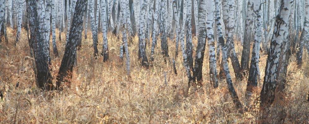 
            Фотография Терского