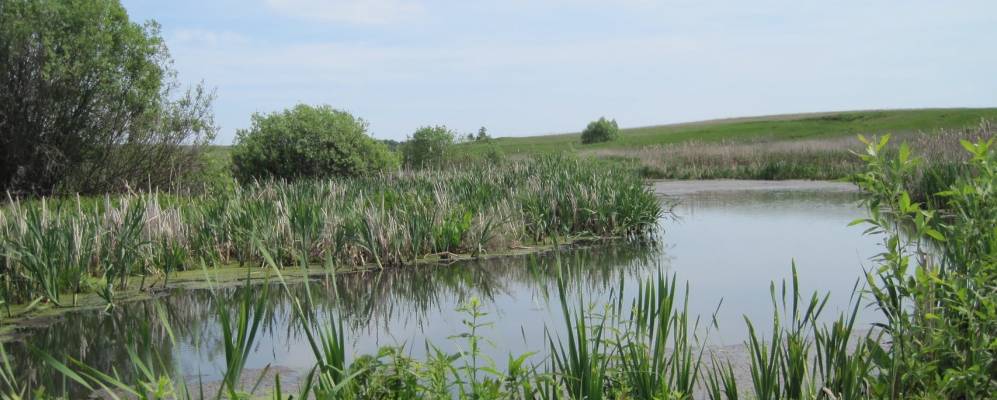 Фотография Каймани