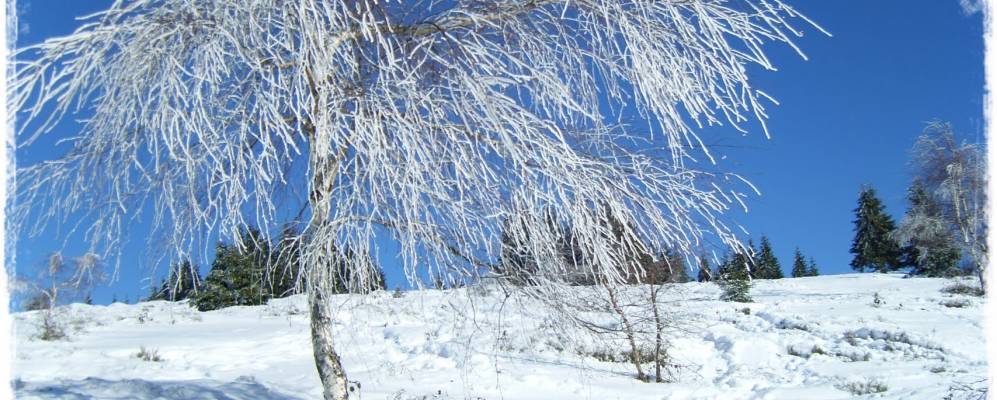 
            Фотография Выртопа