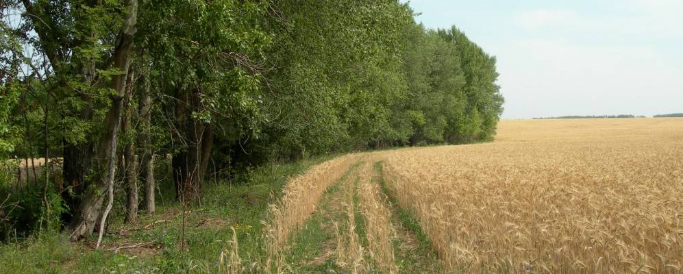 
            Фотография Гостищево
