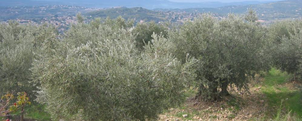 
            Фотография Маноска