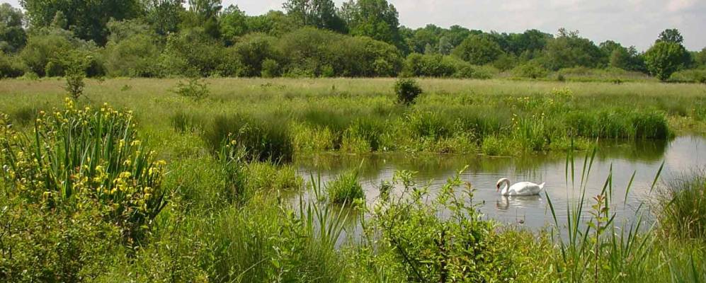 
            Фотография Розено