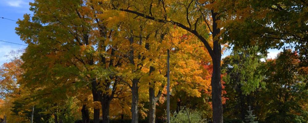 
            Фотография Джорджины