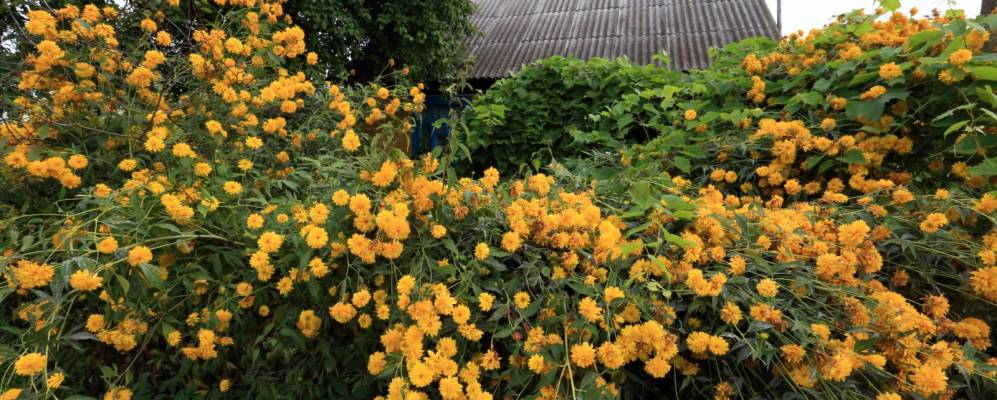 
            Фотография Седлища