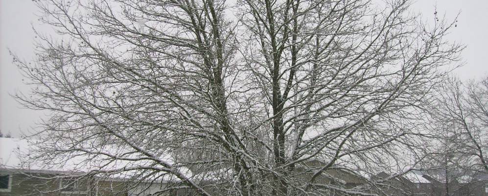 
            Фотография Корнелиуса