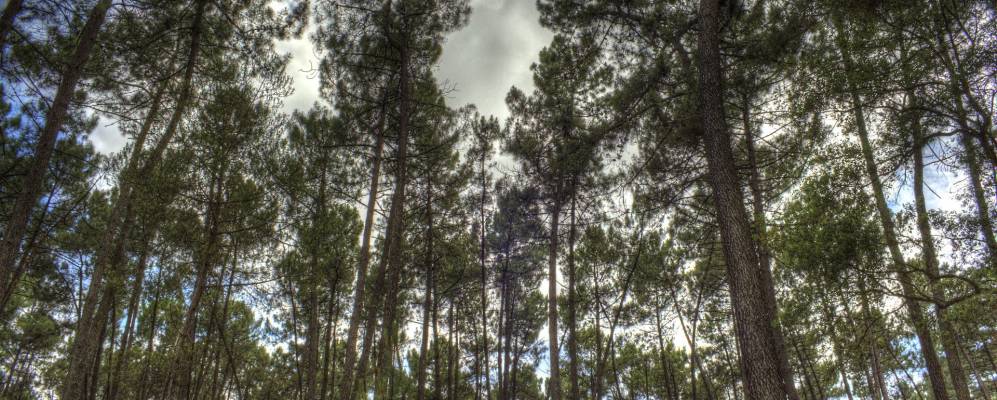 
            Фотография Санту-Антониу-да-Шарнека