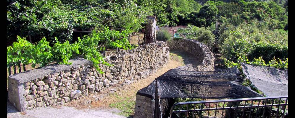 Фотография Ceriana