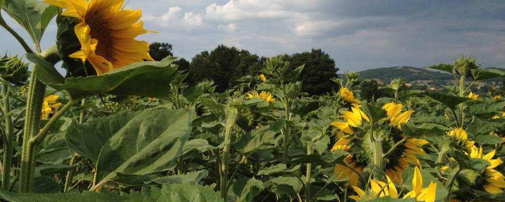 Фотография Бриуда