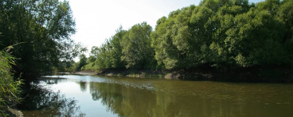 
            Фотография Лебединого