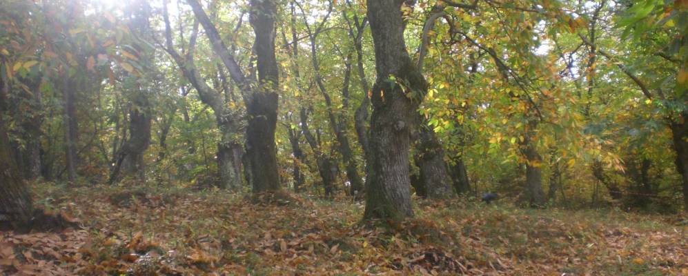 
            Фотография Пительо