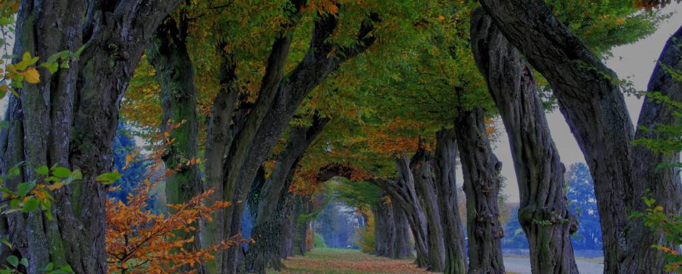 
            Фотография Лаупхайма