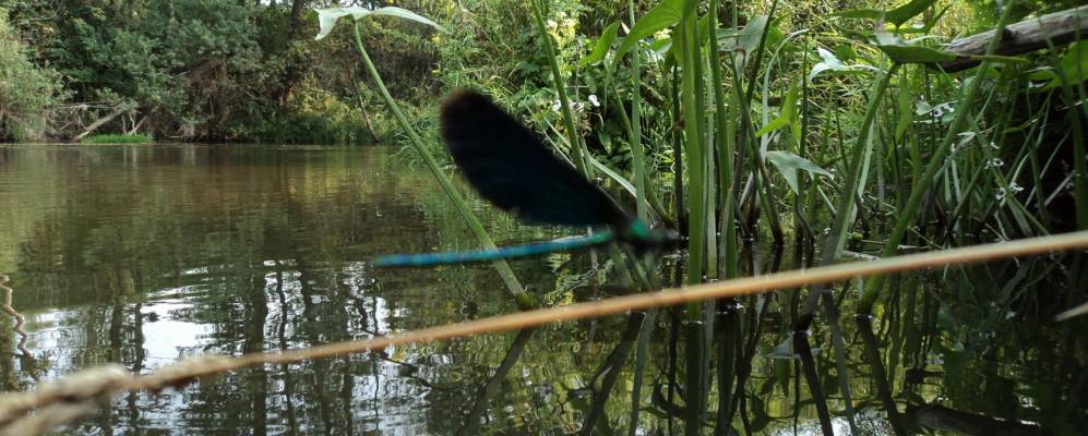 Фотография Григорово