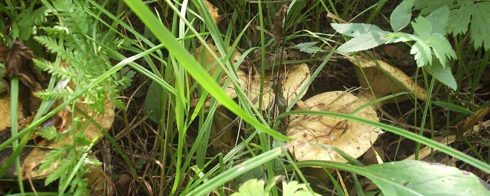 
            Фотография Половинки