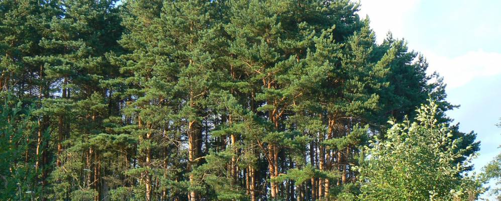 
            Фотография Каспли-Два