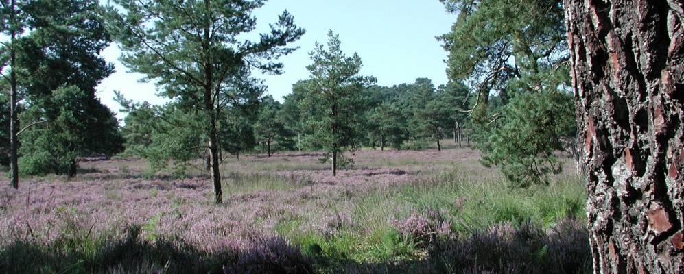 
            Фотография Saint Leonards