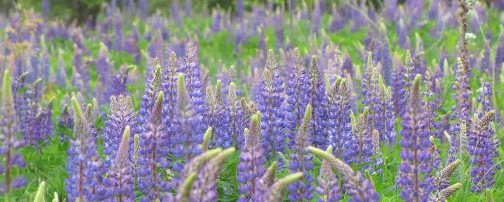 
            Фотография Хвылевки