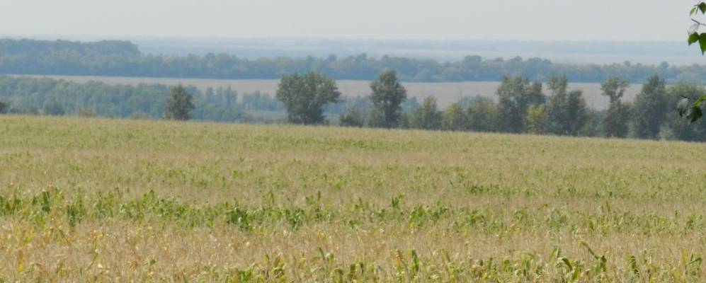 
            Фотография Думного