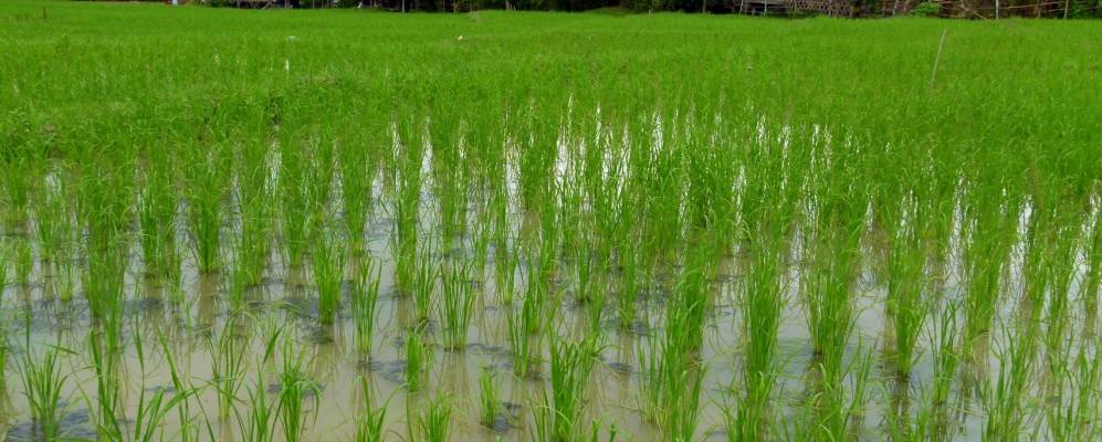 
            Фотография Ханг Донга