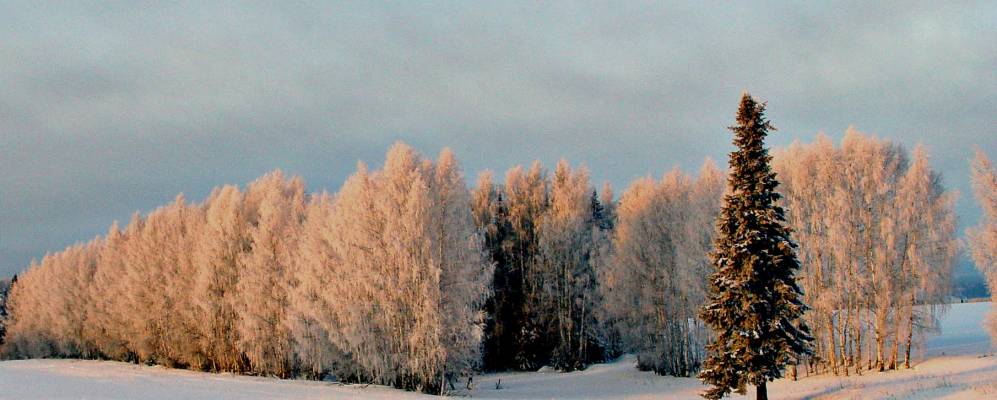 Фотография Левина