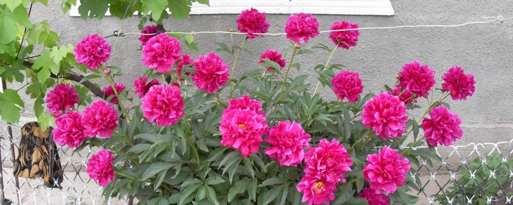 Фотография Кагарлыка