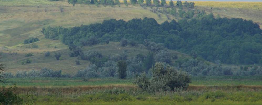 
            Фотография Пасечного