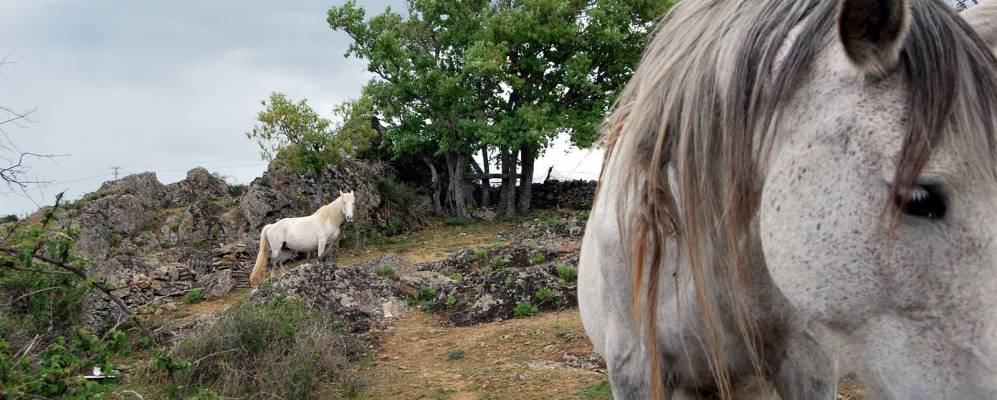 
            Фотография Браохос-де-ла-Сьерра