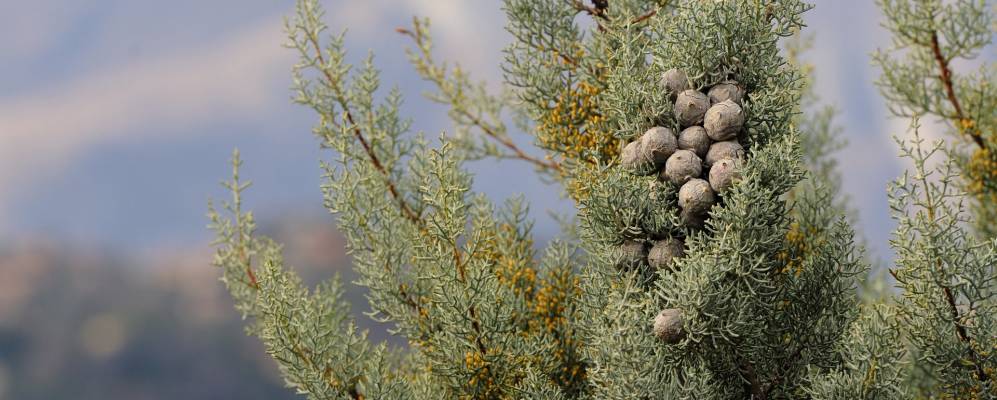 Фотография Льерны