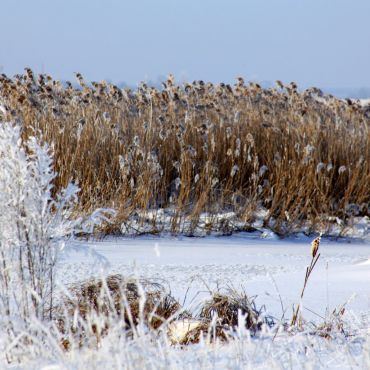 Большая Лысица