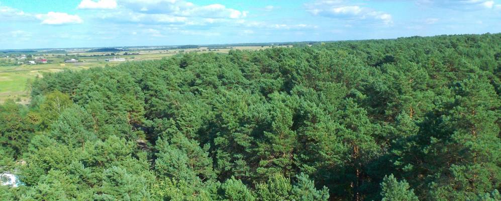 
            Фотография Стебли