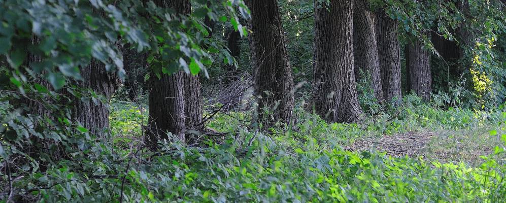 
            Фотография Михалей