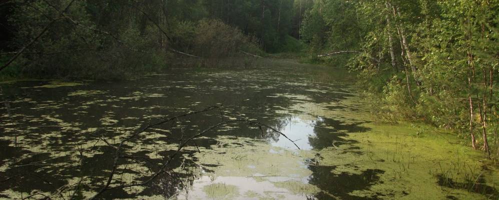 
            Фотография Журчалки