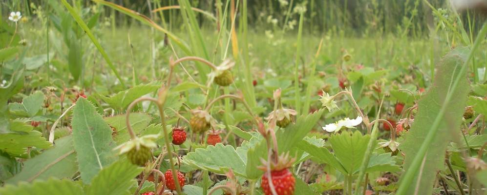 
            Фотография Зубково