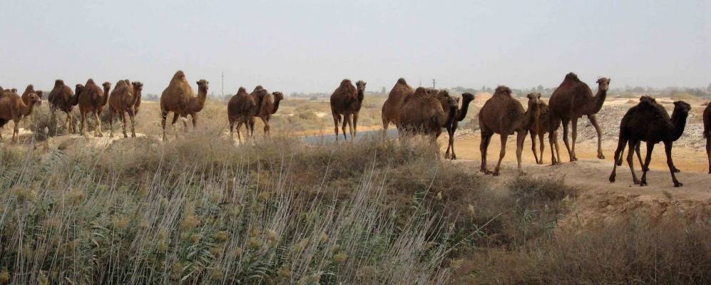 
            Фотография Аль-Квасра