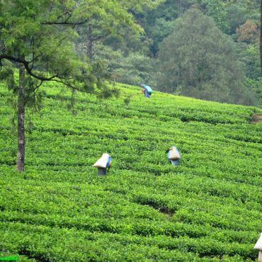 Нувара-Элия