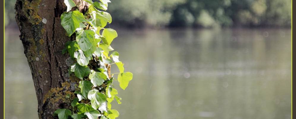 
            Фотография Сент-Жем-сюр-Луара