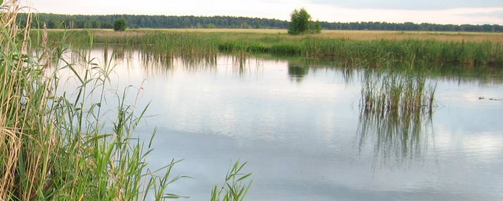 
            Фотография Репки