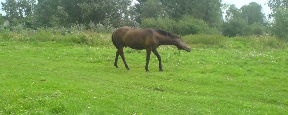 Фотография Ладорожа