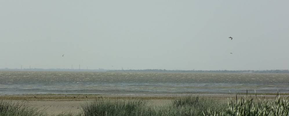 
            Фотография Морского Чулека