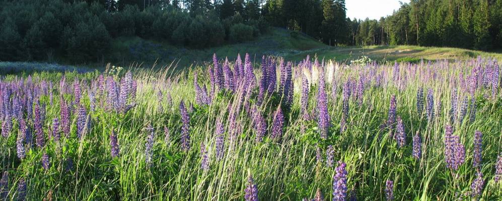 
            Фотография Дачной