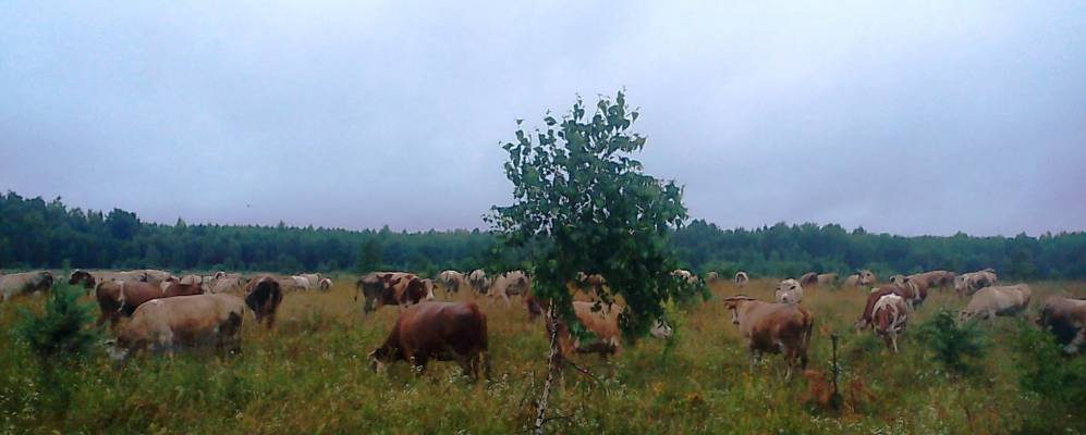 
            Фотография Черного Рога