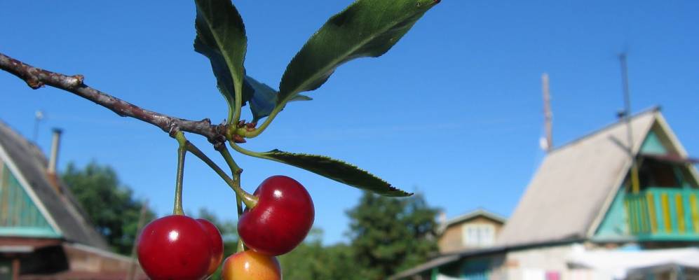 
            Фотография Ганино