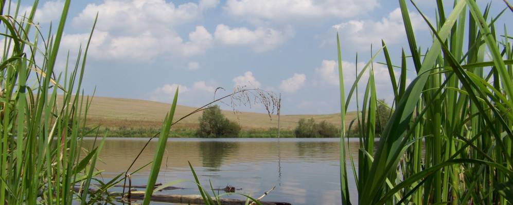 
            Фотография Домаморича