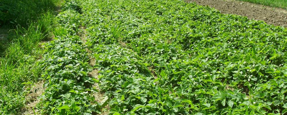 
            Фотография Черемухово