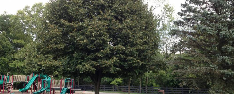 
            Фотография Кардингтона