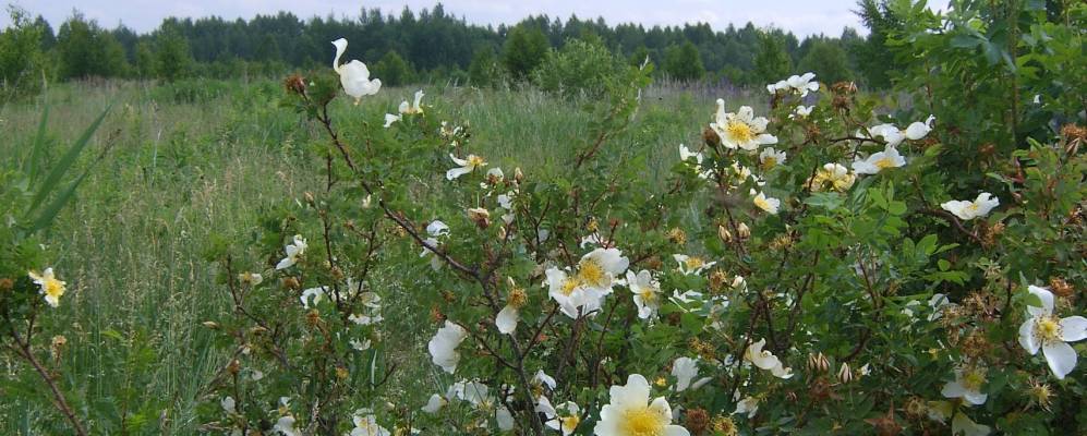 
            Фотография Сверчково